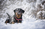 Rottweiler lies in the snow