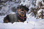 Rottweiler lies in the snow