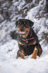 Rottweiler sits in the snow