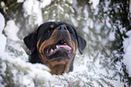 Rottweiler Portrait