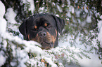 Rottweiler Portrait
