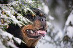 Rottweiler Portrait