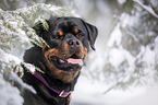 Rottweiler Portrait