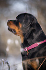 Rottweiler Portrait