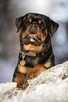 Rottweiler lies in the snow