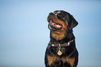 Rottweiler Portrait