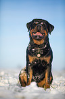 Rottweiler sits in the snow