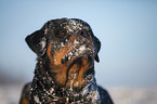 Rottweiler Portrait
