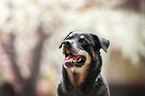 Rottweiler Portrait