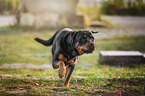running Rottweiler