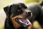 Rottweiler Portrait