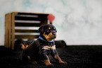 Rottweiler Puppy