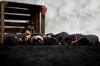 Sleeping Rottweiler puppies