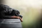 lying Rottweiler