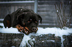 lying Rottweiler