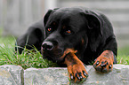 lying Rottweiler