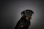 Rottweiler Portrait
