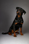 sitting Rottweiler