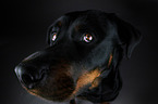 Rottweiler Portrait