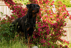 standing Rottweiler