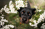 Rottweiler Portrait