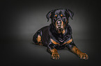 lying Rottweiler