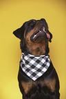Rottweiler Portrait