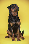 male Rottweiler