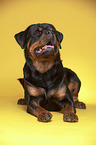 lying Rottweiler