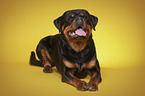 lying Rottweiler