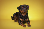 lying Rottweiler