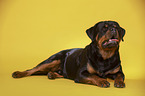 lying Rottweiler