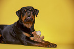 lying Rottweiler