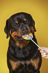 Rottweiler with lollipops