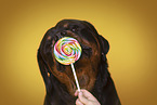 Rottweiler with lollipops