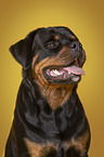 Rottweiler Portrait