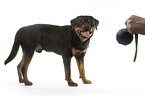 standing Rottweiler
