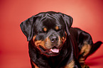 Rottweiler Portrait