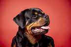 Rottweiler Portrait