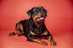 lying Rottweiler