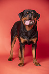 standing Rottweiler