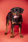 standing Rottweiler