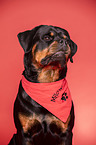 Rottweiler Portrait