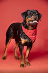 standing Rottweiler