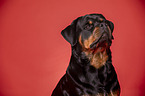 Rottweiler Portrait