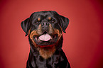 Rottweiler Portrait