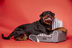 lying Rottweiler