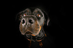 Rottweiler Portrait