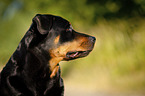 Rottweiler Portrait