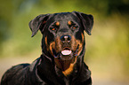 Rottweiler Portrait